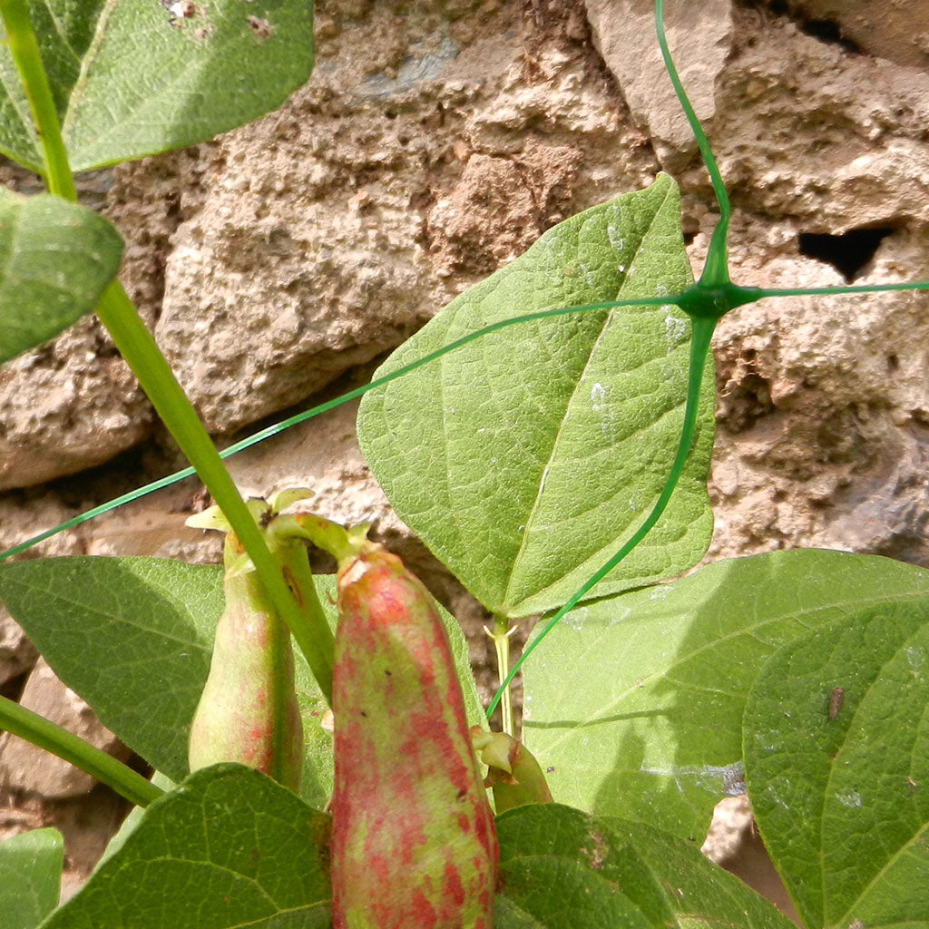 Мрежа за увивни растения TENAX Flora H=1.5 м L=10 м - Nika.bg