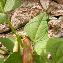 Мрежа за увивни растения TENAX Flora H=1.5 м L=10 м