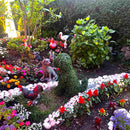 Градинска фигура декоративно куче от ЧЕМШИР UV 60 см