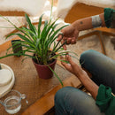 Комплект ножици Fiskars Urban за подрязване и грижа за растения, 3 части