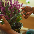 Комплект ножици Fiskars Urban за подрязване и грижа за растения, 3 части