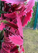 Декоративни плочки UV Червен японски клен 4 броя 50x50 cm