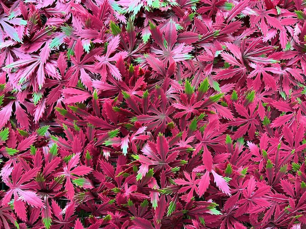 Декоративни плочки UV Червен японски клен 4 броя 50x50 cm