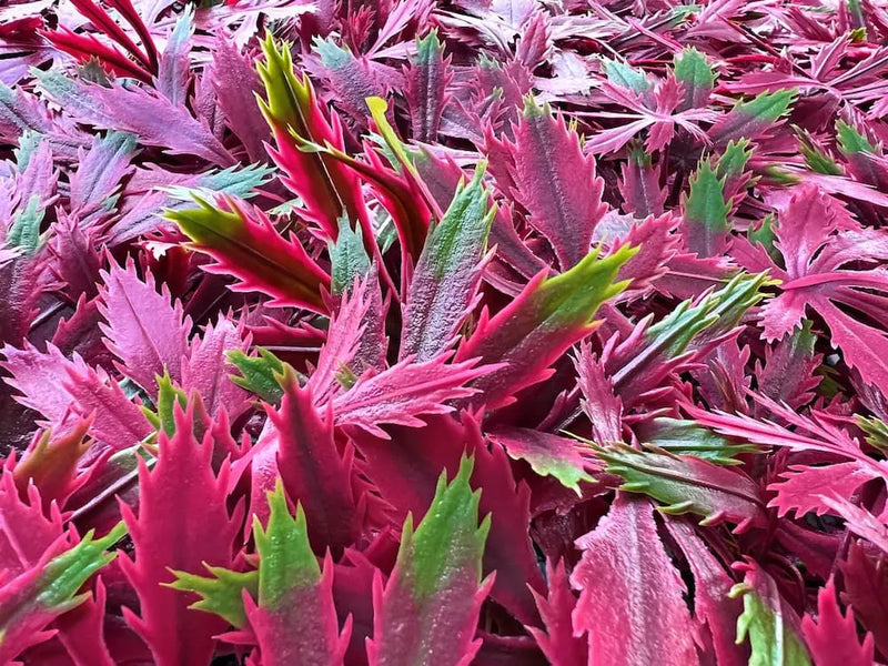 Декоративни плочки UV Червен японски клен 4 броя 50x50 cm