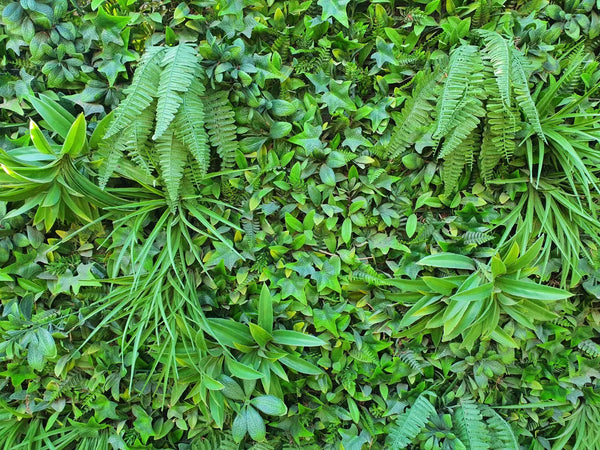 Декоративна плочка ПАПРАТ и БРЪШЛЯН UV 100x100 cm