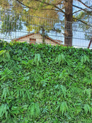 Декоративна плочка ПАПРАТ и БРЪШЛЯН UV 100x100 cm