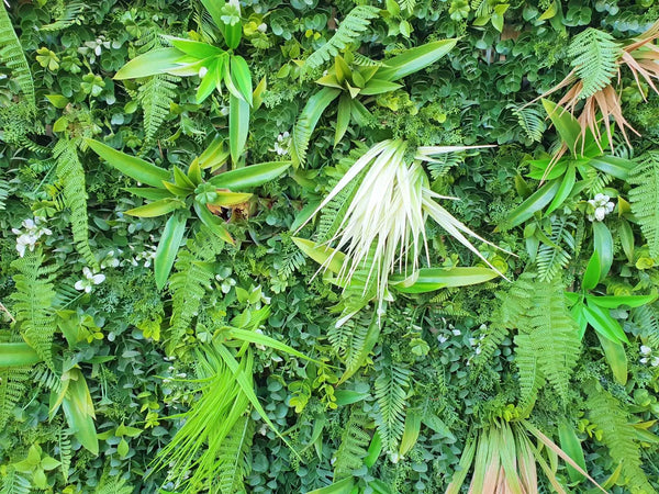 Декоративна плочка ПАПРАТ и ФАЛАРИС UV 100x100 cm