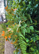 Декоративна плочка ПАПРАТ, ЖАСМИН и ФАЛАРИС UV 100х100 cm