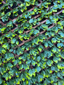 Декоративна ограда Хармоника UV ГАРДЕНИЯ II 1.0х2.0 m