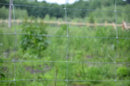 Селскостопанска плетена оградна мрежа FORESTRY L, H=1.50, 1.60, 1.80 m