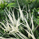 Декоративно кръгло пано за стена ПАПРАТ, ФАЛАРИС с акцент бордо UV Ø50 cm