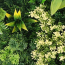 Декоративно квадратно пано за стена ПАПРАТ, ФАЛАРИС, КЛИВИЯ UV 50х50 cm