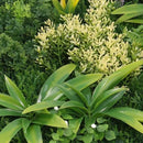 Декоративно квадратно пано за стена ПАПРАТ, ФАЛАРИС, КЛИВИЯ UV 50х50 cm