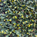 Декоративна ограда Хармоника UV МАСЛИНА 1.0х2.0 m