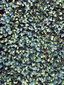 Декоративна ограда Хармоника UV МАСЛИНА 1.0х2.0 m