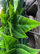 Декоративна ограда Хармоника UV с изкуствени светлозелени листа 1.0х2.0 m