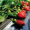 Ягоди отглеждани с покривало против плевели BLACKCOVER на черен фон.