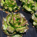 Свежа зелена салата, отглеждана под покривало против плевели BLACKCOVER, осигуряващо идеални условия.