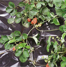 Ягоди на покривало против плевели BLACKCOVER, осигуряващо оптимални условия за отглеждане.