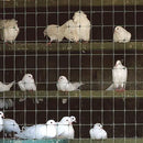 Пластмасова мрежа TENAX Cintoflex M, H=1.0 m, L=10 m