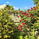 Дървени ламели за ограда Collfort, 95% плътност