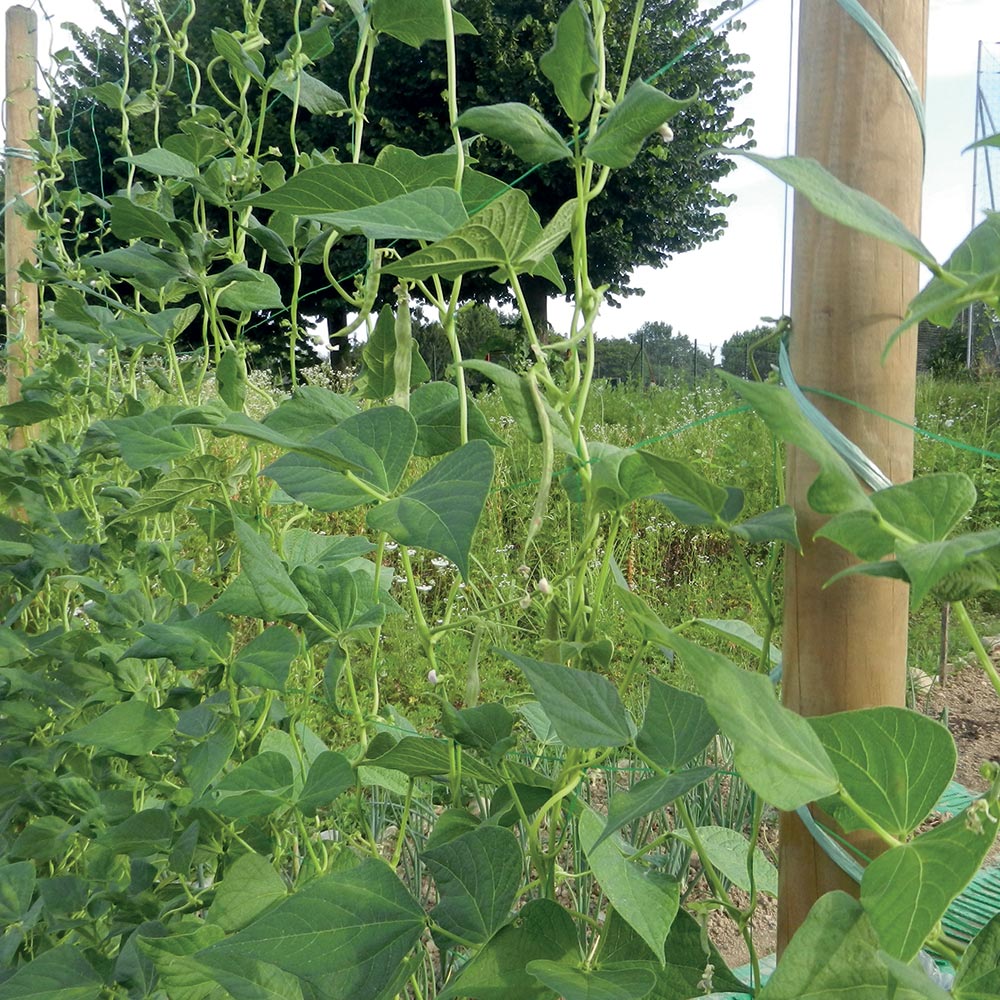 Мрежа за увивни растения TENAX Flora H=1.5 м L=10 м - Nika.bg