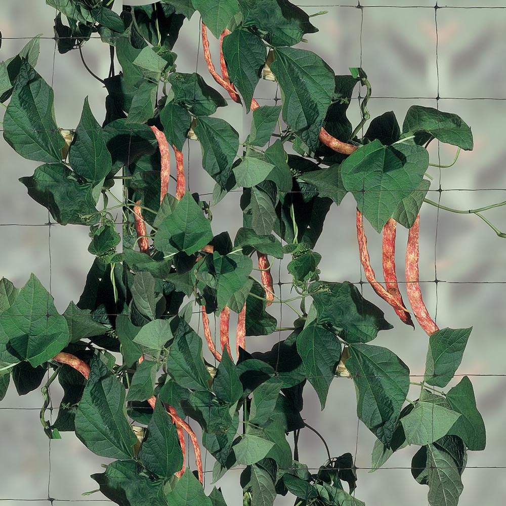 Мрежа за увивни растения TENAX Flora H=1.5 м L=10 м - Nika.bg