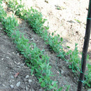 Мрежа за увивни растения TENAX Flora H=1.5 м L=10 м