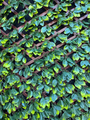 Декоративна ограда с зелени листа и пластмасовите ламели, идеална за външна и вътрешна декорация.