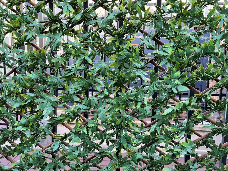Декоративна ограда Хармоника - Зелен японски клен, H=1.0 x L=2.0 метра