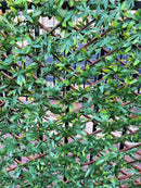 Декоративна ограда Хармоника - Зелен японски клен, H=1.0 x L=2.0 метра