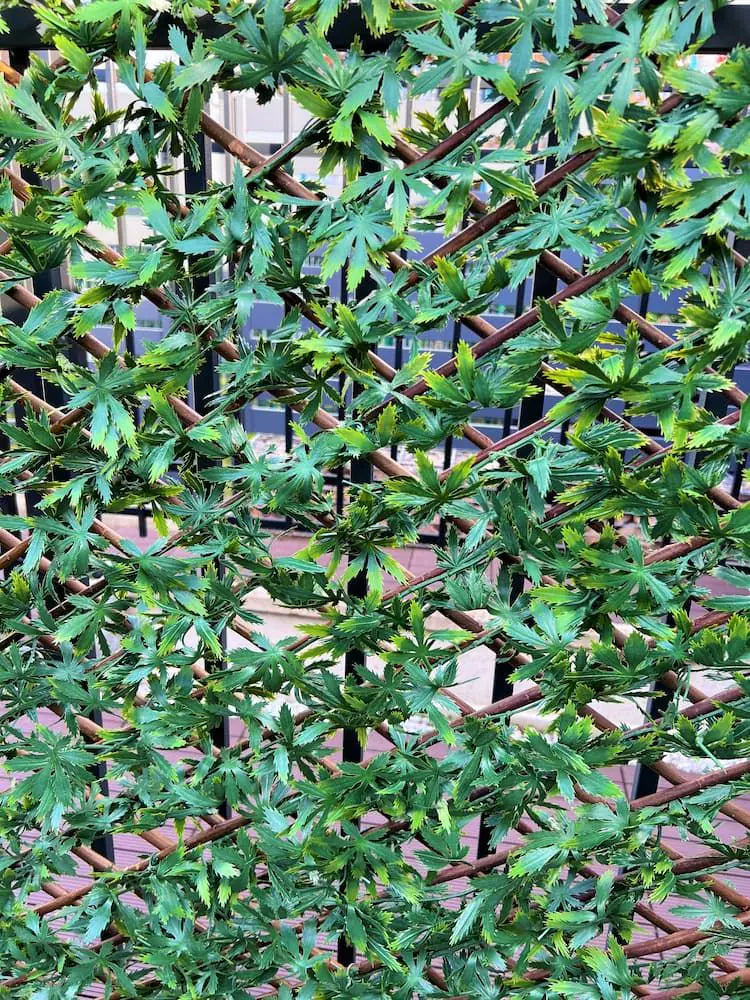Декоративна ограда Хармоника - Зелен японски клен, H=1.0 x L=2.0 метра