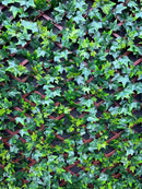 Декоративна ограда с листенца бръшлян в свежозелен цвят, подходяща за озеленяване и уединение.