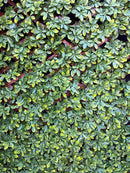 Декоративна ограда с зелени листа, имитираща магнолия за огради и стени.