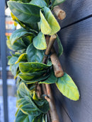 Декоративна ограда Хармоника UV МАСЛИНА 1.0х2.0 м