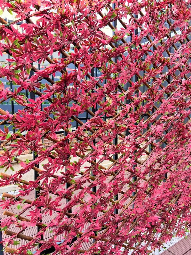 Декоративна ограда Хармоника - Червен японски клен, H=1.0 x L=2.0 метра