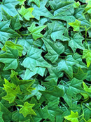 Декоративни плочки Hedra с реалистичен вид на бръшлян за вертикално озеленяване.