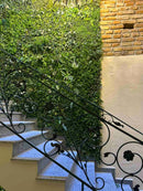 Декоративна плочка ПАПРАТ, ЖАСМИН и ФАЛАРИС UV 100х100 см.