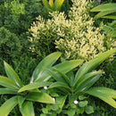 Декоративно квадратно пано за стена ПАПРАТ, ФАЛАРИС, КЛИВИЯ UV 50х50 см.