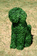 Градинска фигура декоративно куче от ЧЕМШИР UV 60 см