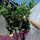 Покривало против измръзване ORTOCLIMA PLUS, използвано за защита на растения в градина.