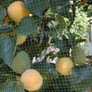 Мрежа за защита от птици TENAX Ortoflex H=4.0 м L=5.0, 10.0 м