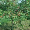 Мрежа за защита от птици TENAX Ortoflex H=4.0 м L=5.0, 10.0 м