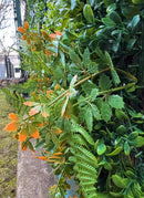 Декоративна плочка ПАПРАТ, ЖАСМИН и ФАЛАРИС UV 100х100 см.