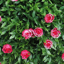 Декоративна топка КИЧЕСТО ЛАЛЕ UV ∅28 см