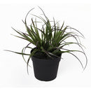 Купи Изкуствено растение в саксия - Тиландсия за 15.99 лв. само от Nika.bg