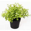 Купи Изкуствено растение в саксия - Чемшир за 17 лв. само от Nika.bg