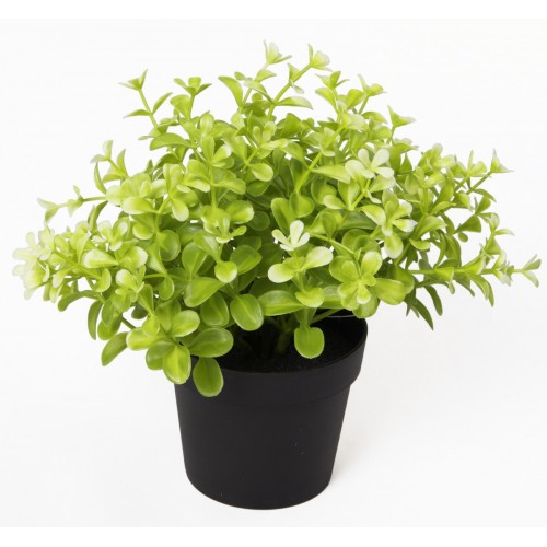 Купи Изкуствено растение в саксия - Чемшир за 17 лв. само от Nika.bg