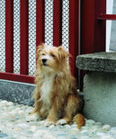 Куче със златиста козина, седнало до червена ограда, на фон от каменна настилка.