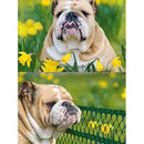 Купи PVC мрежа Floret H=0.6 x L=25 m за 144.5 лв. само от Nika.bg